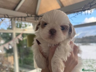 Shih Tzu dogs Imperial Shih-Tzu Puppies - Advert 10