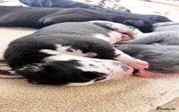 Great Dane dogs for sale: Welcome tothe world KC Registered Champ Bloodlines in Maidstone - Image 7
