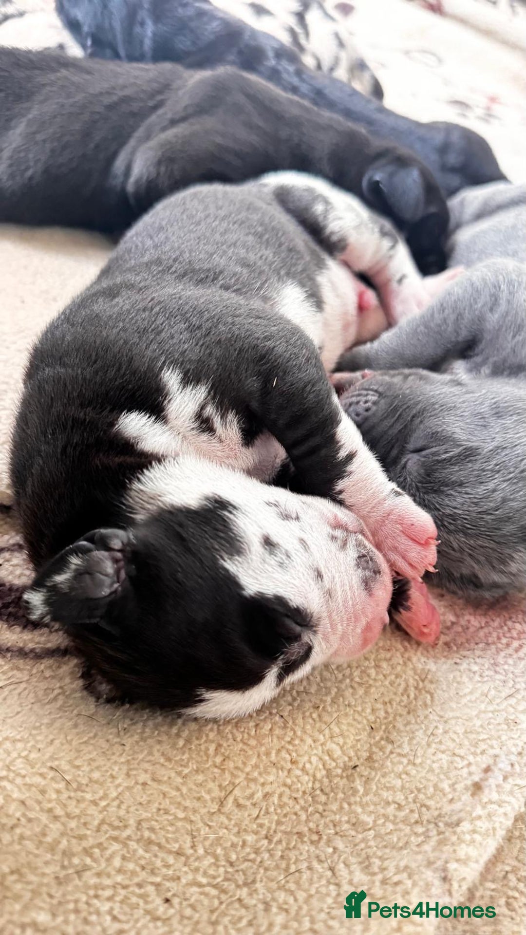 Great Dane dogs for sale: Welcome tothe world KC Registered Champ Bloodlines in Maidstone - Image 7