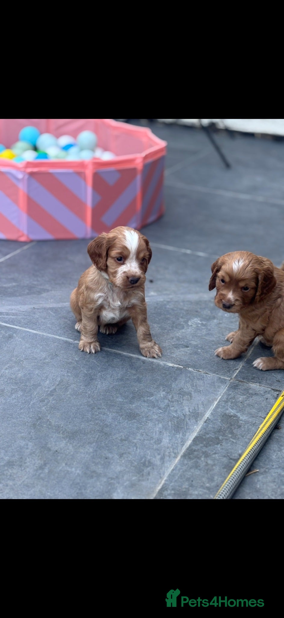 Cocker Spaniel dogs Kc health tested working cocker pups - Advert 1