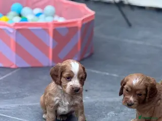 Cocker Spaniel dogs Kc health tested working cocker pups - Advert 1