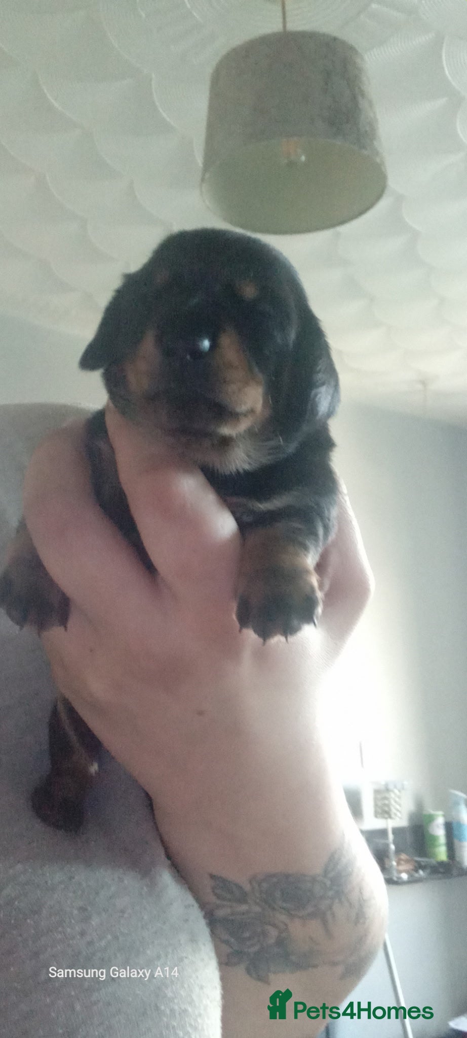 Miniature Dachshund dogs for sale: Long haired mini Dachshund chocolate/tan pointers in Sheffield - Advert 11
