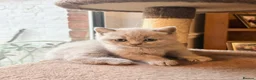 British Shorthair cats for sale: Beautiful Lilac 8week Male Kitten Champion Parents in Wellingborough - Advert 4