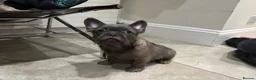 French Bulldog dogs for sale: Micros -Reduced and ready now to get them settled  - Advert 17