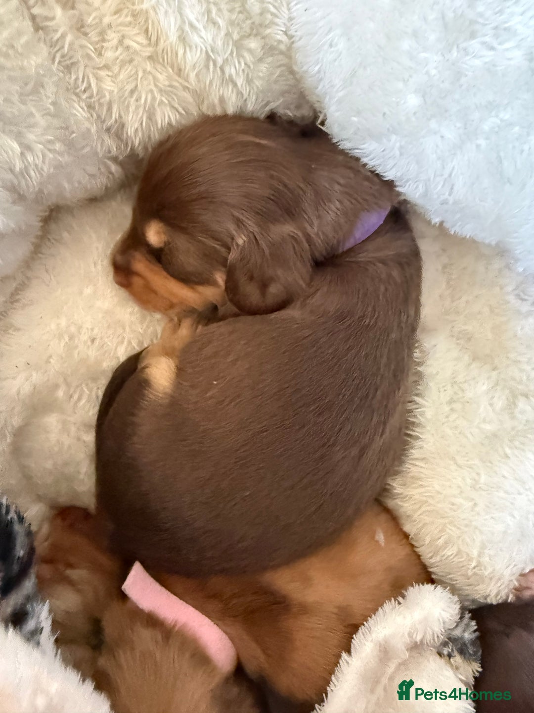 Miniature Dachshund dogs for sale: Long haired miniature dachshund puppy's - Advert 6
