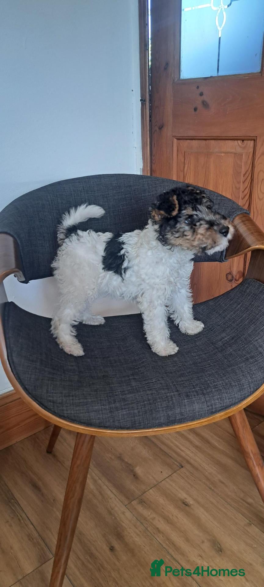 Fox Terrier dogs Beautiful Wire haired fox terrier girl for sale - Advert 2