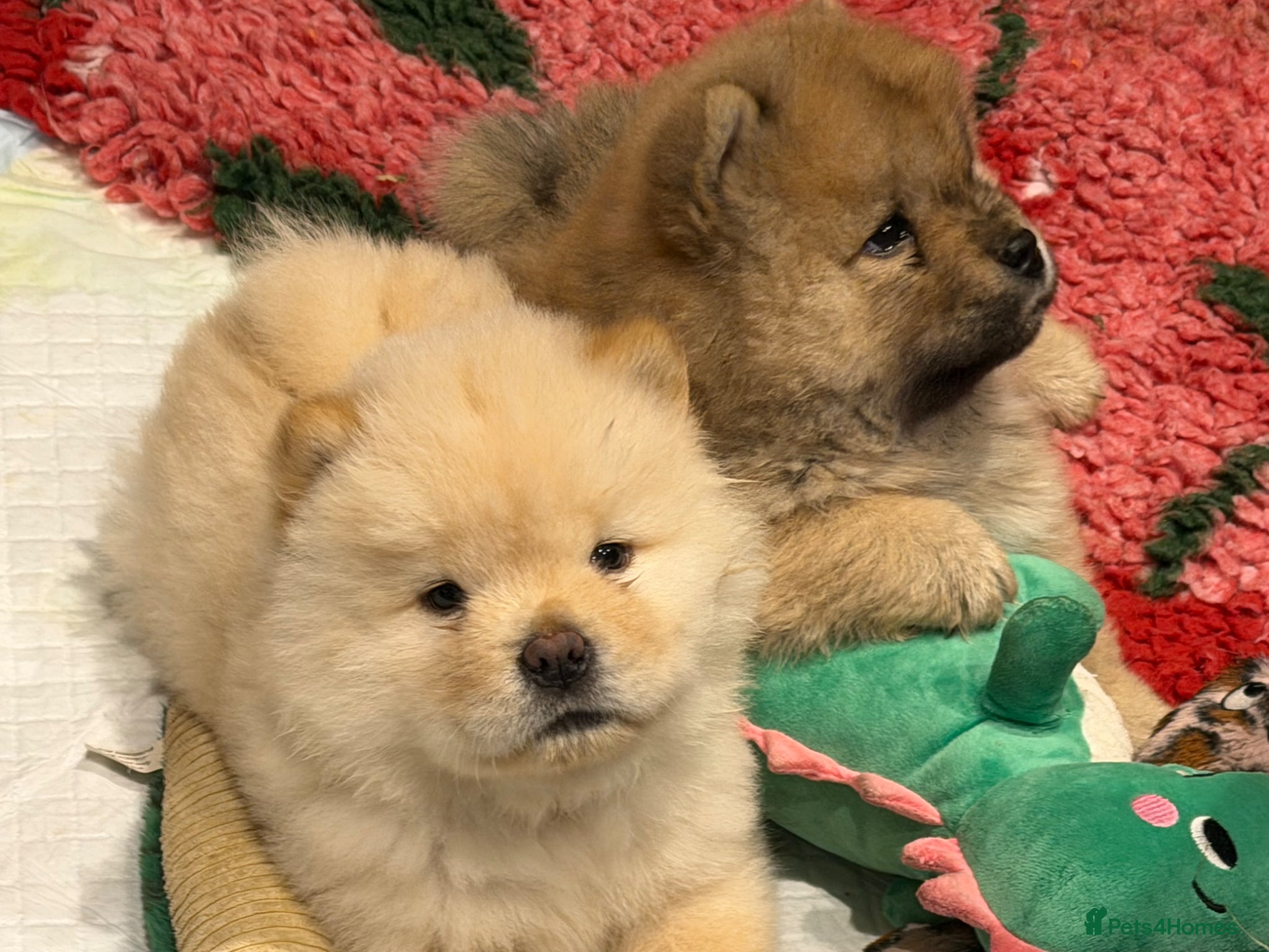 Chow Chow dogs Beautiful KC Registered Chow Chow Puppies  - Advert 2