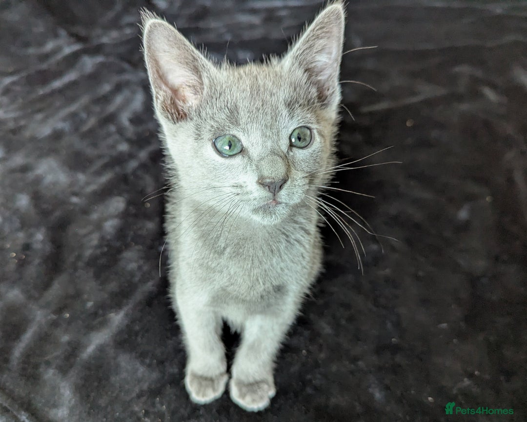 Russian Blue cats for sale: Pedigree TICA Registered kittens - Image 9