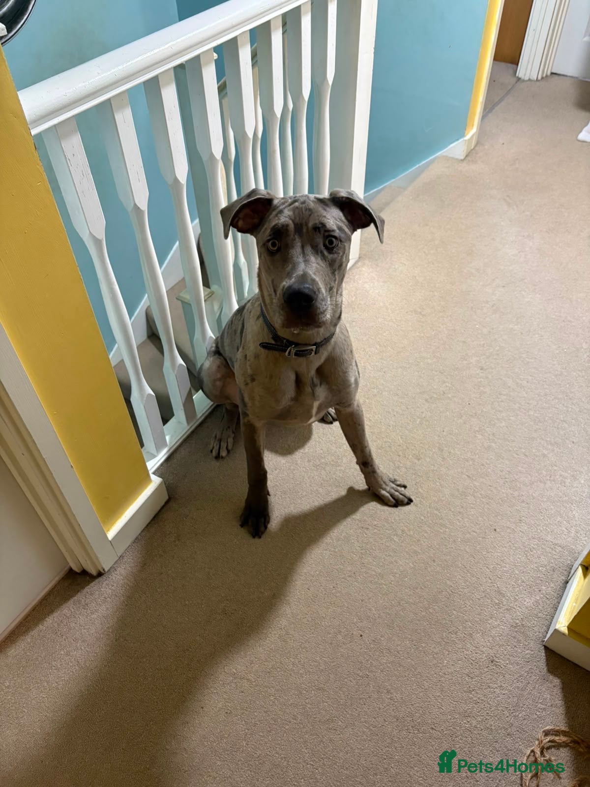 Mixed Breed dogs Cane Corso x Rhodesian Ridgeback - Advert 1