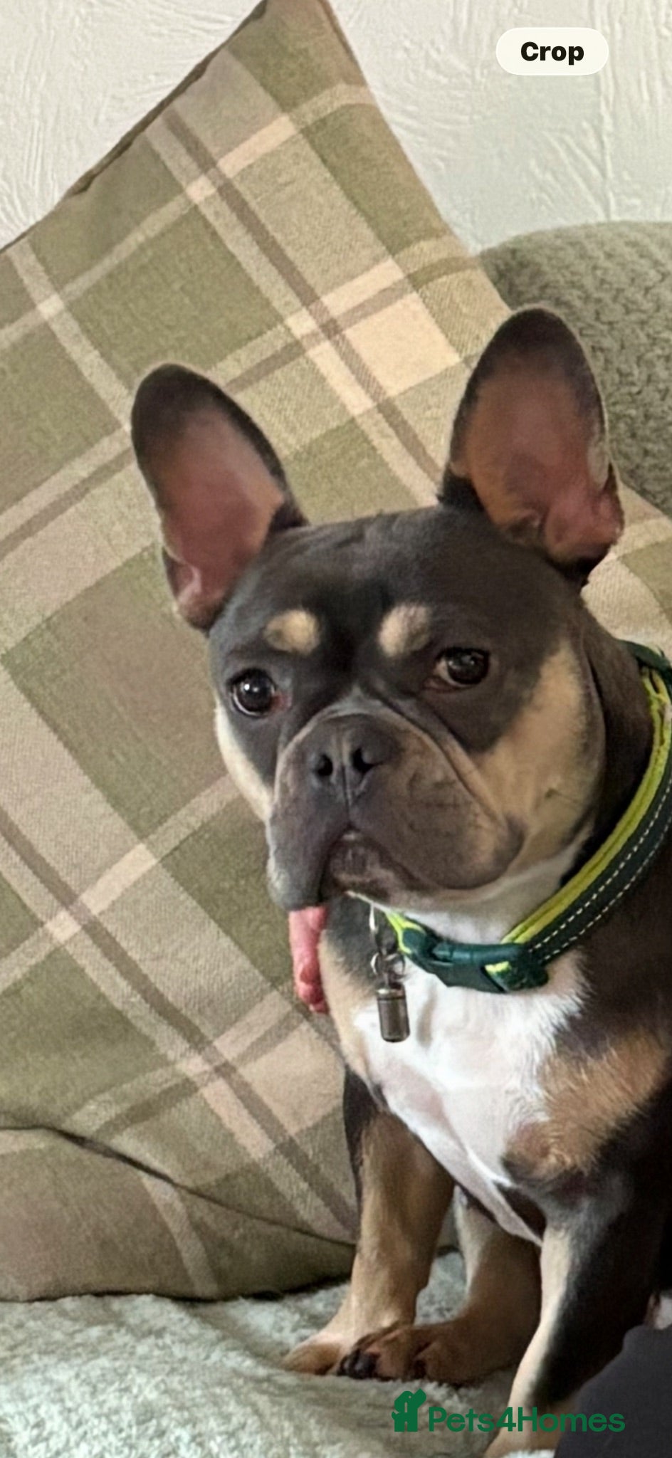 French Bulldog dogs 17 month KC Female French Bulldog  - Advert 3