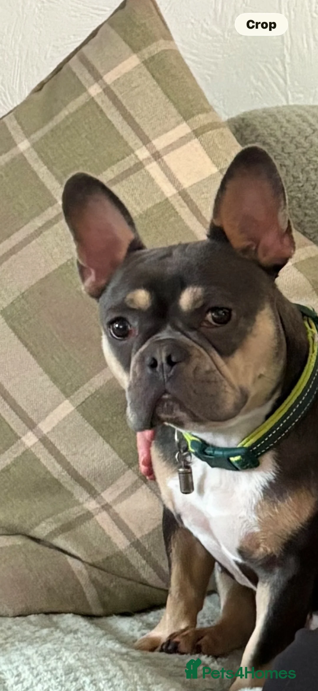 French Bulldog dogs for sale: 17 month KC Female French Bulldog  - Advert 1