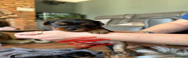 Yorkshire Terrier 4