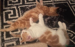 Mixed Breed cats for sale: Looking for forever home - Image 13