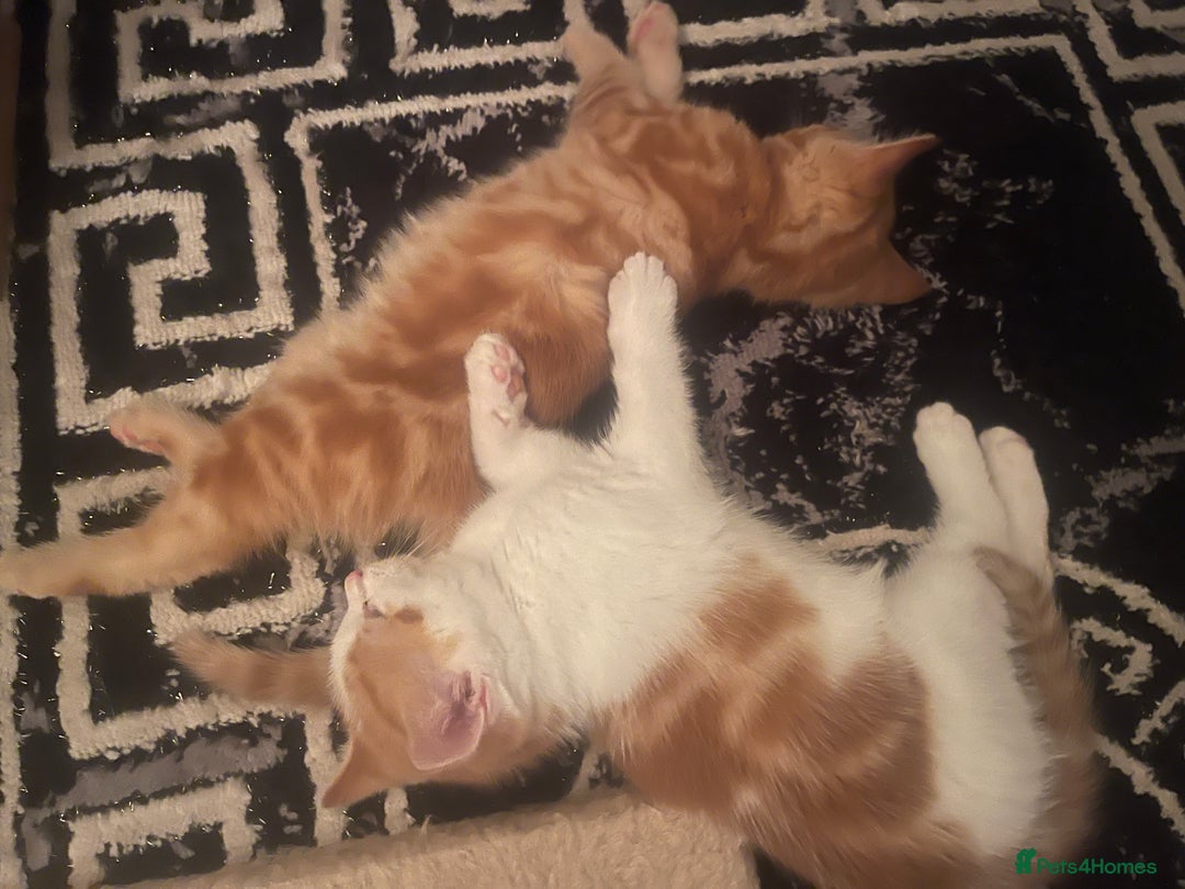 Mixed Breed cats for sale: Looking for forever home - Image 13