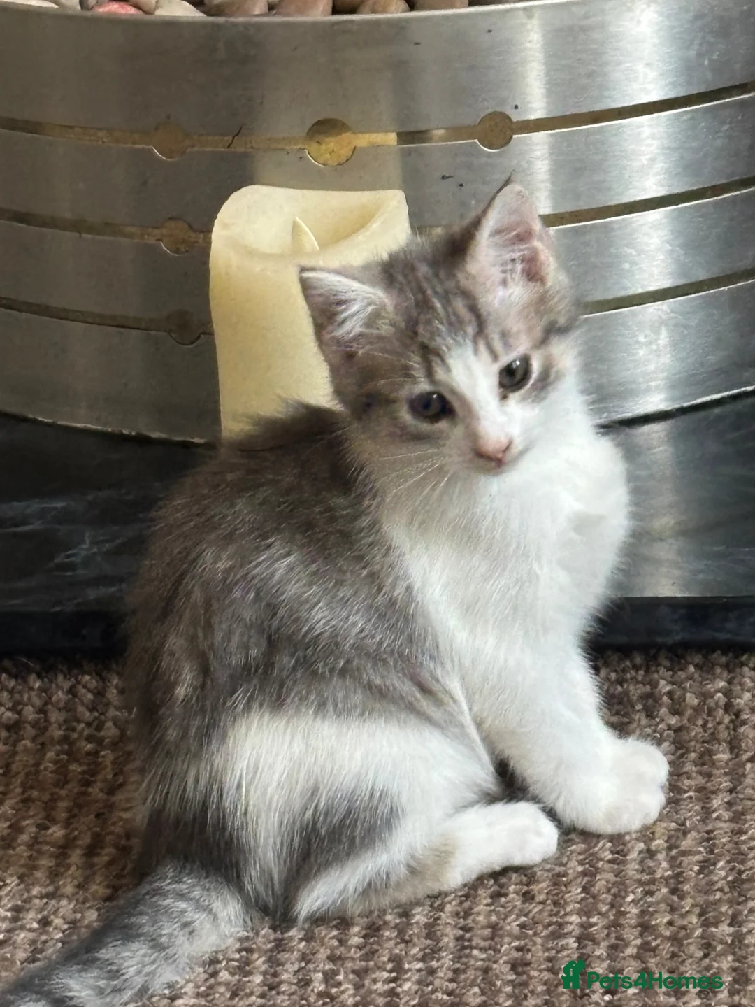 Mixed Breed cats for sale: Kittens in Stoke-on-Trent - Advert 5