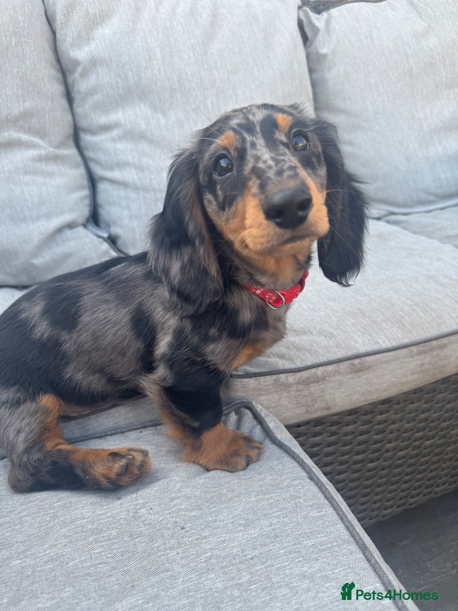 Miniature Dachshund dogs READY NOW (3 left)! KC LH Miniature Dachshund - Advert 9