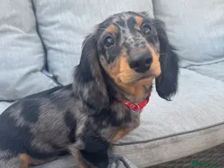 Miniature Dachshund dogs READY NOW (3 left)! KC LH Miniature Dachshund - Advert 3