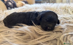 Goldendoodle dogs for sale: 12 Stunning Goldendoodles - Image 21