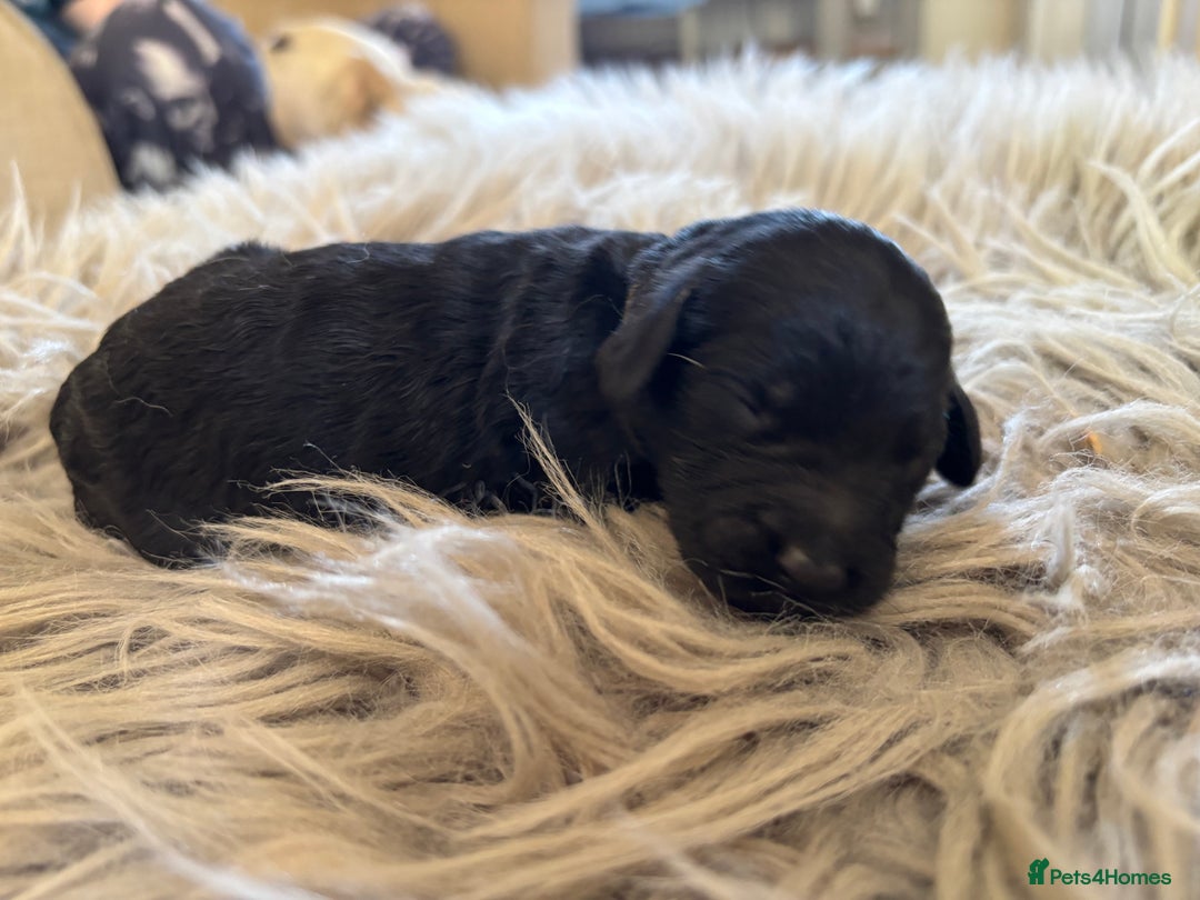 Goldendoodle dogs for sale: 12 Stunning Goldendoodles - Image 21