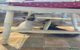 Russian Blue cats for sale: Russian blue British shorthair kittens - Image 15