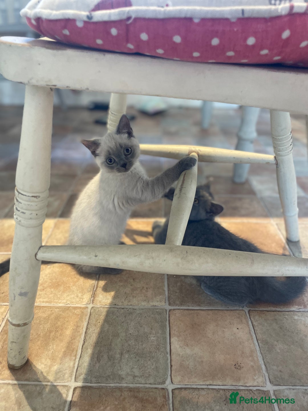 Russian Blue cats for sale: Russian blue British shorthair kittens - Image 15