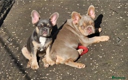 French Bulldog dogs for stud: Lilac and tan carrying cream, testable & fluffy in Motherwell - Image 35