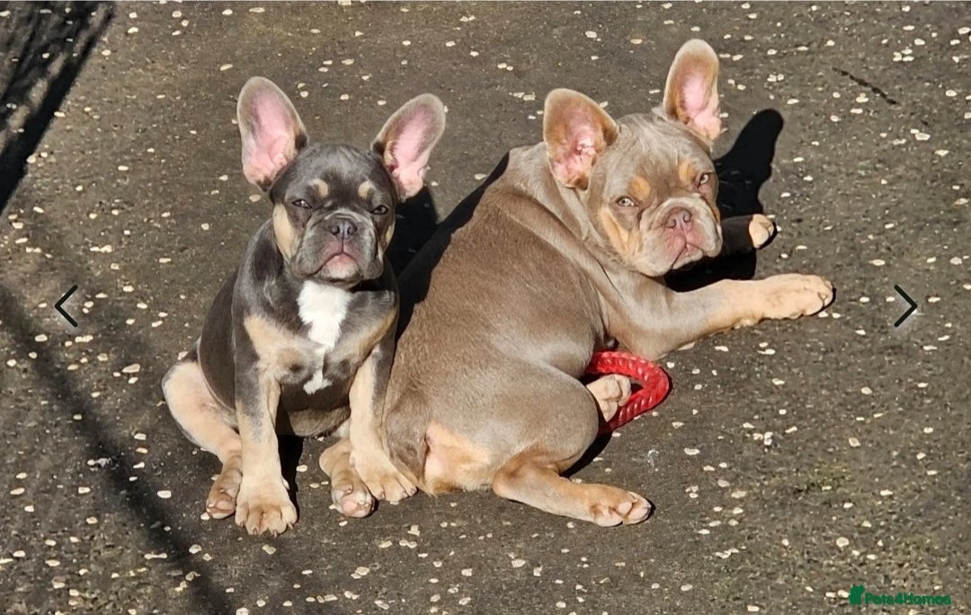 French Bulldog dogs for stud: Lilac and tan carrying cream, testable & fluffy in Motherwell - Image 35
