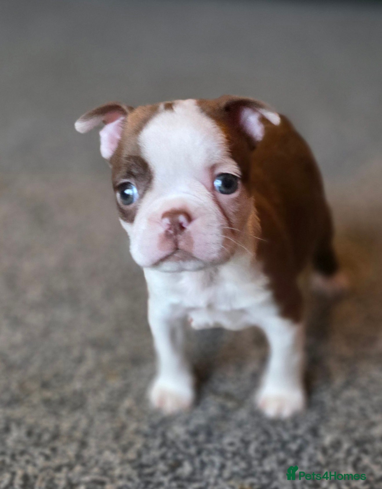 Boston Terrier dogs Stunning KC Reg Boston Terrier last girl left - Advert 1