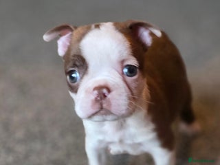Boston Terrier dogs Stunning KC Reg Boston Terrier last girl left - Advert 18