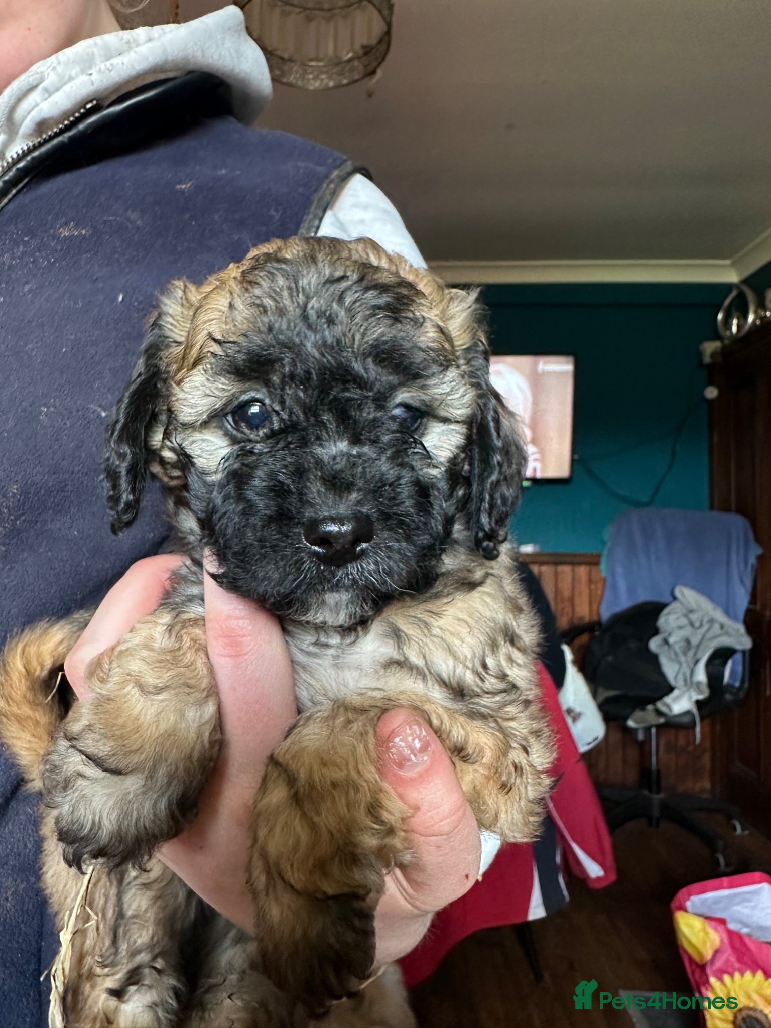 Mixed Breed dogs Cockashipoo  - Advert 2