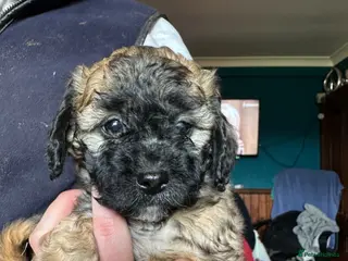 Mixed Breed dogs Cockashipoo - Advert 2