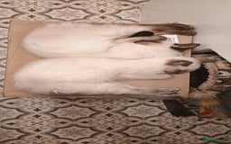 Ragdoll cats for sale: Ragdoll female  - Image 4