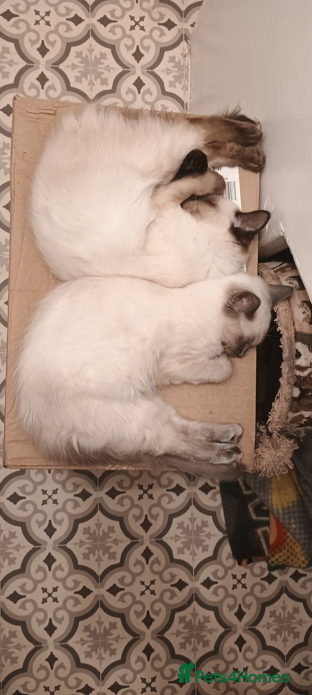 Ragdoll cats for sale: Ragdoll female  - Image 4