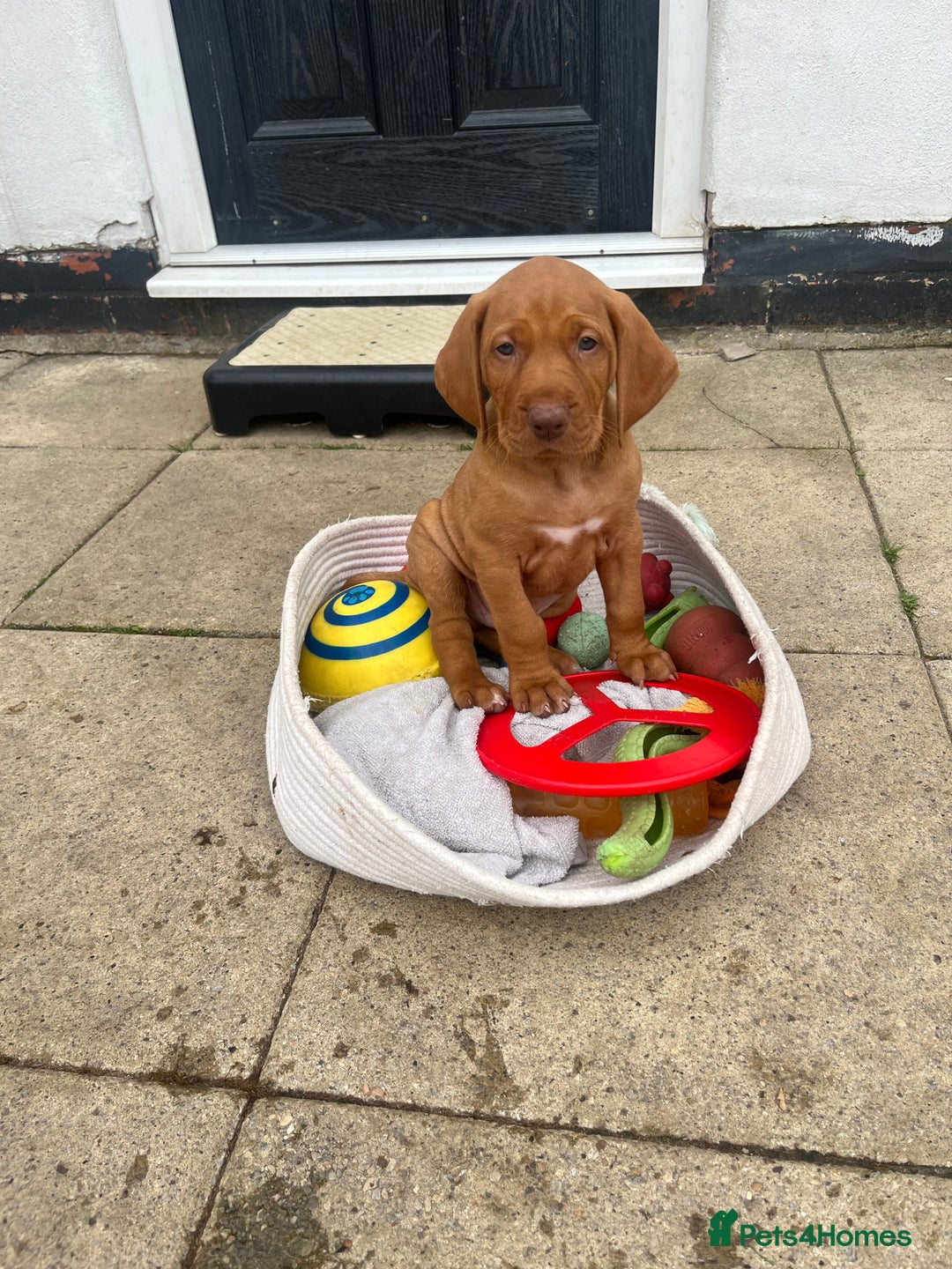 Hungarian Vizsla dogs for sale: Hungarian Vizsla puppies   - Image 21