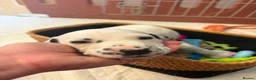 Dalmatian dogs for sale: male Dalmatian  - Advert 7
