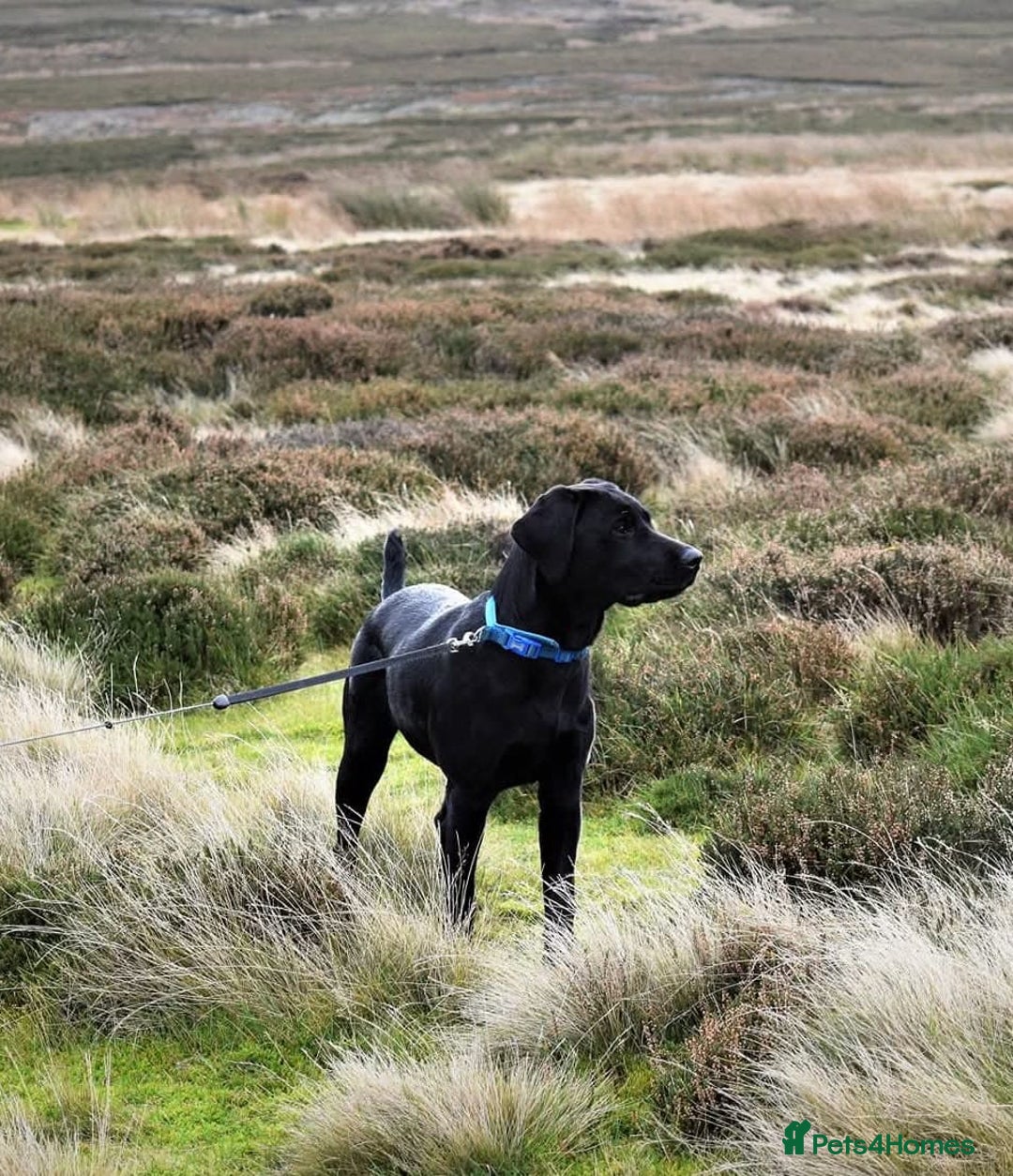 Labrador Retriever dogs for sale: Black KC Registered Labrador Puppies - Advert 11