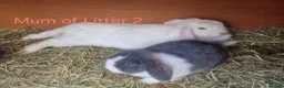 Mini Lop rabbits for sale: Reduced 🩵 7 Wks Blue Otter Split & Broken White - Advert 24