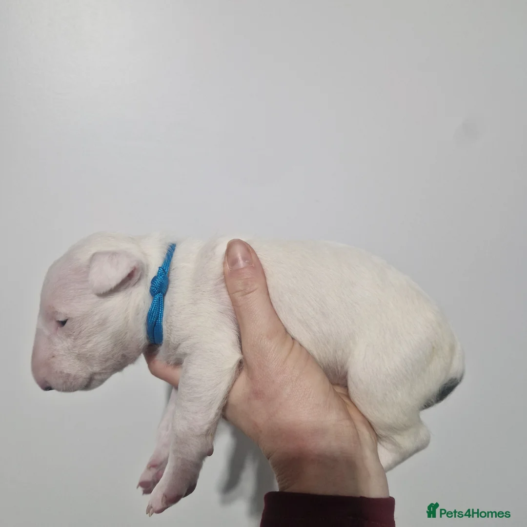 Bull Terrier dogs for sale: Bullterrier  - Advert 12