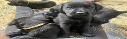 Labrador Retriever dogs for sale: Beautiful Black Labrador Puppies - Advert 10