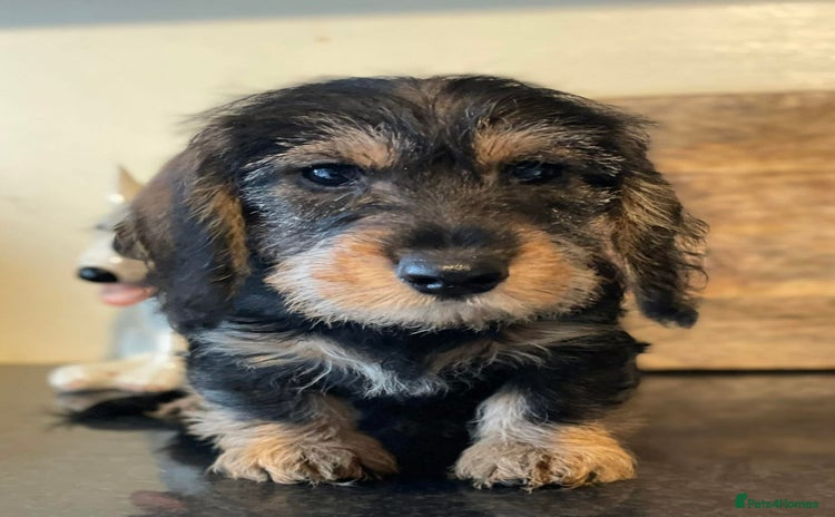 Dachshund dogs - Advert 1
