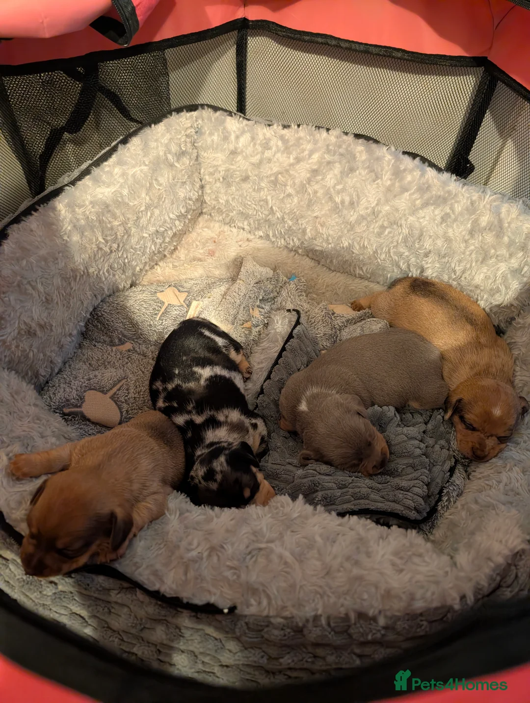 Chiweenie dogs for sale: 4 gorgeous chiweenie puppies ready in 5 weeks  - Advert 3