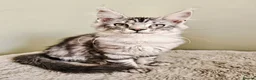 Maine Coon cats for sale: Beautiful Maine Coon kittens  - Advert 5