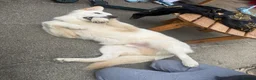 German Shepherd dogs for sale: White German shepherd  - Advert 5