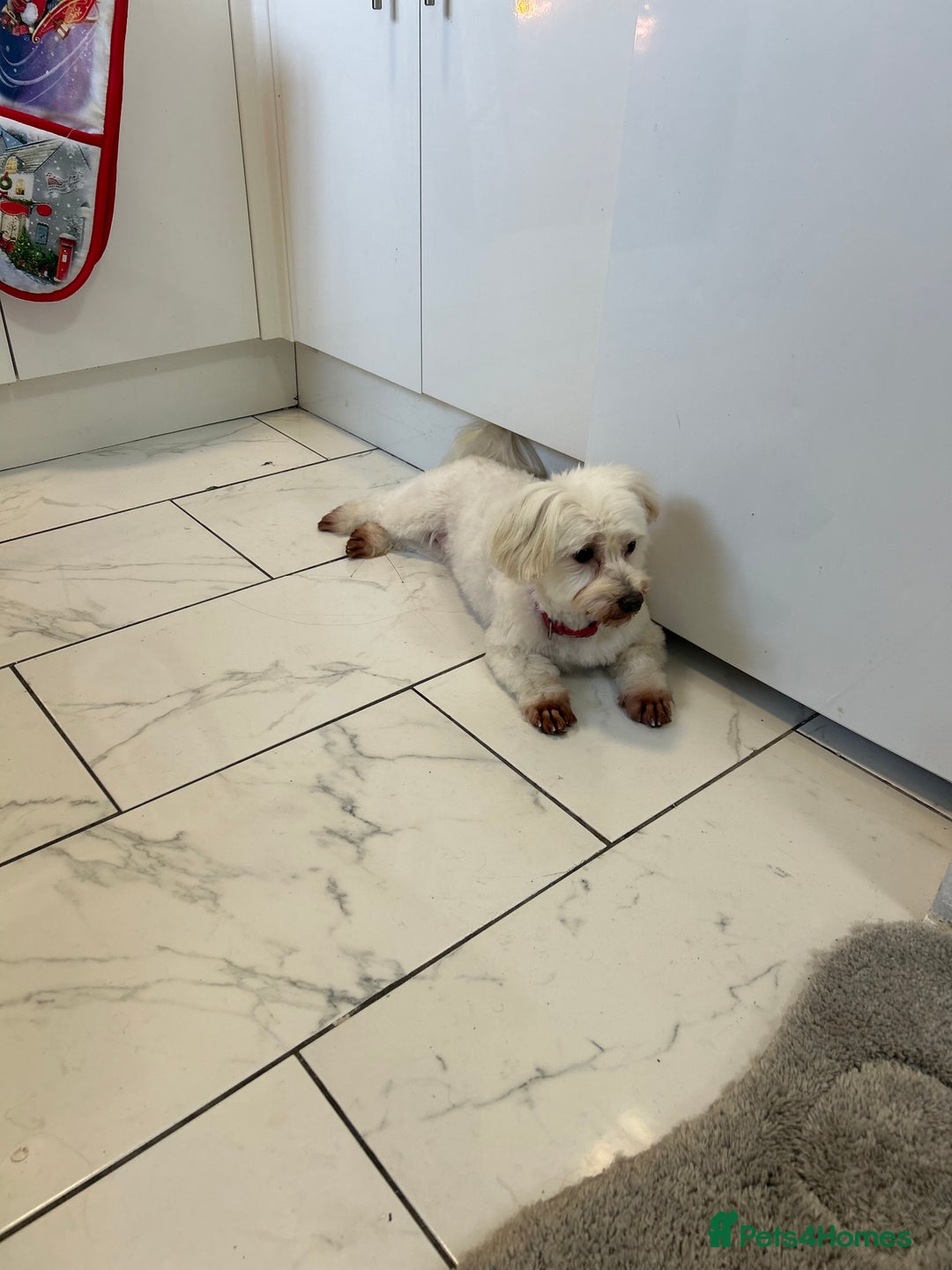 Maltese dogs for sale: Maltese For A Good Home - Advert 3