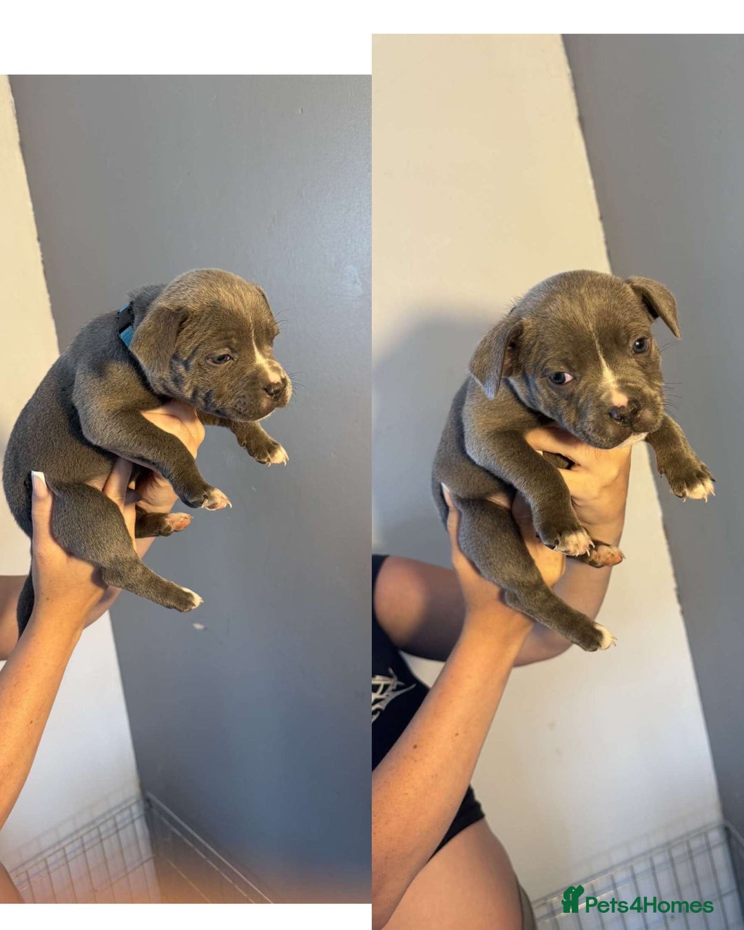 Staffordshire Bull Terrier dogs for sale: 8 blue staff puppies - Image 3