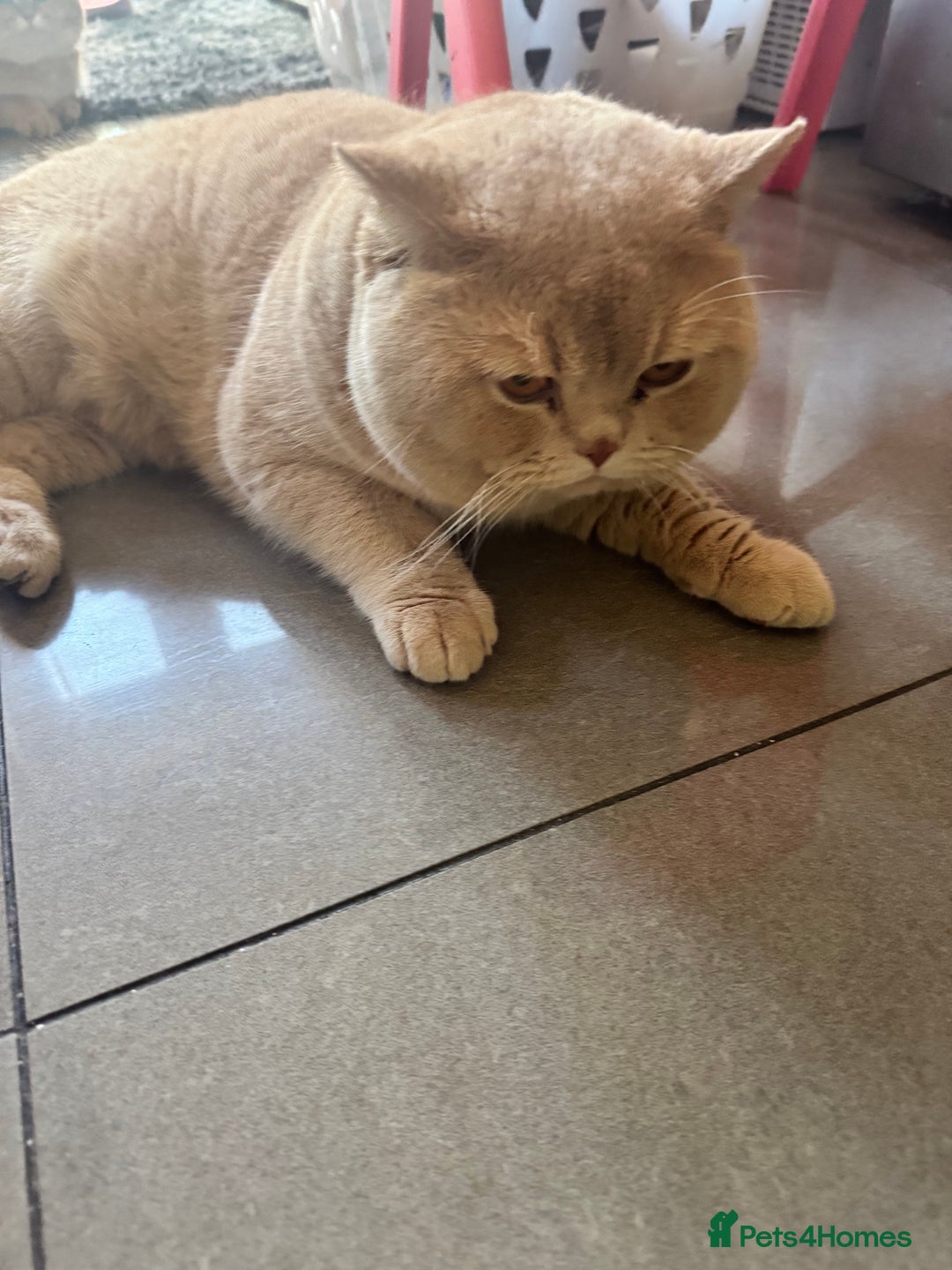 Bengal cats for sale: Bengal and British shorthair mix ginger kitten - Advert 15