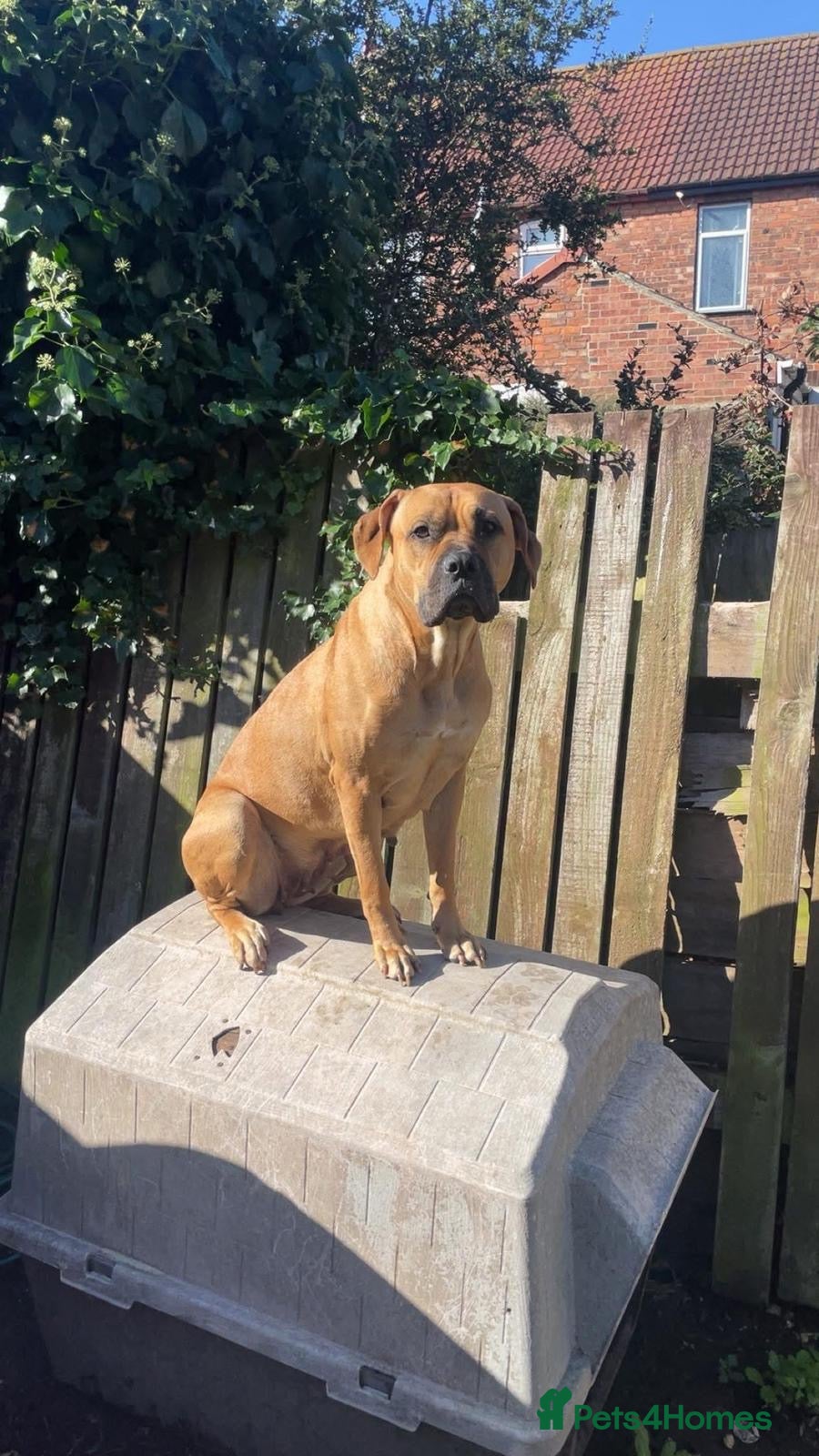 Mixed Breed dogs Presa shepherds  - Advert 1