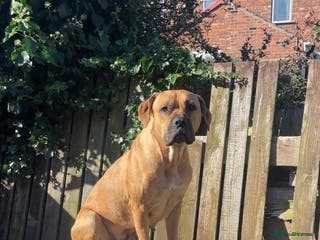 Mixed Breed dogs Presa shepherds - Advert 9