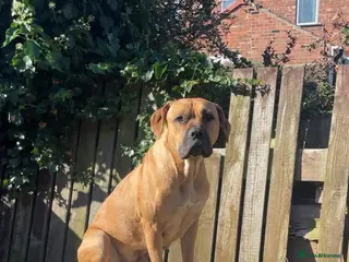 Mixed Breed dogs Presa shepherds - Advert 15