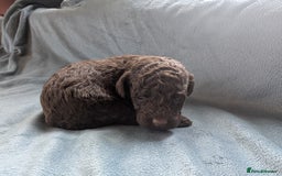 Miniature Poodle dogs for sale: Stunning Miniature poodles parti/merle - Image 9